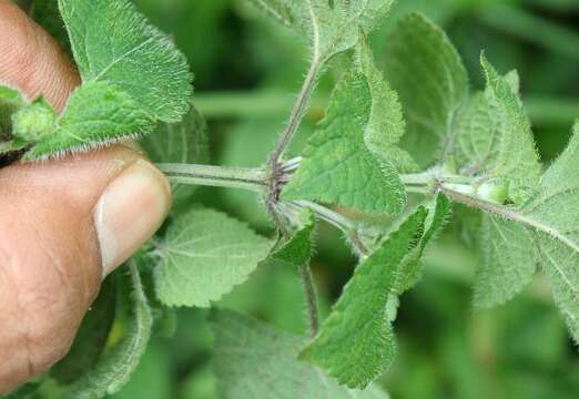 Imagem de Salvia lasiocephala Hook. & Arn.