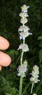 Image of Salvia lasiocephala Hook. & Arn.