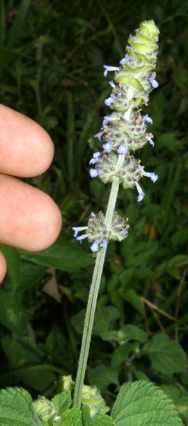 Imagem de Salvia lasiocephala Hook. & Arn.