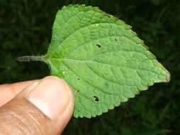 Imagem de Salvia lasiocephala Hook. & Arn.