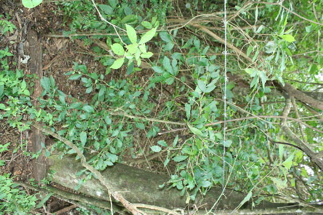 Image of Adelia triloba (Müll. Arg.) Hemsl.