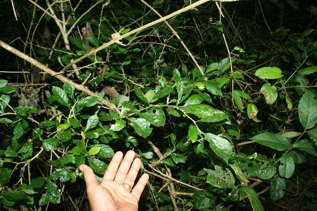 Image of Adelia triloba (Müll. Arg.) Hemsl.