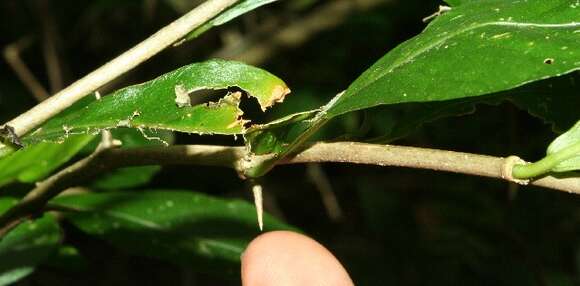 Image of Adelia triloba (Müll. Arg.) Hemsl.