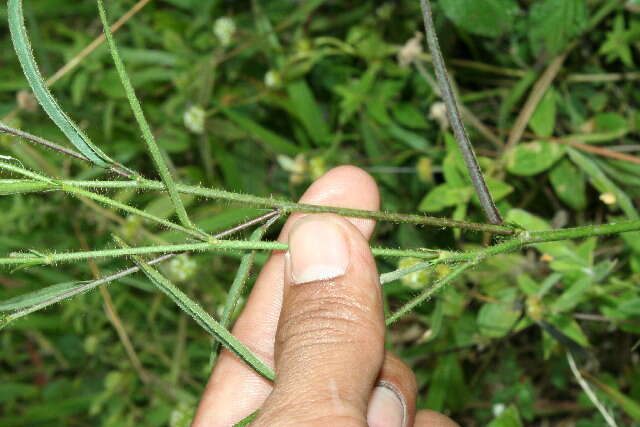 Imagem de Sida linifolia Cav.