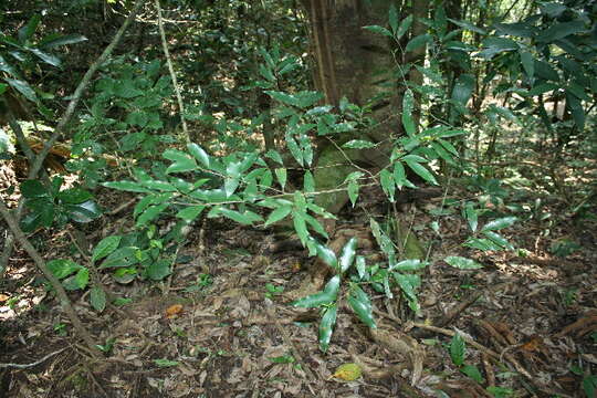 Image of Damburneya salicifolia (Kunth) Trofimov & Rohwer