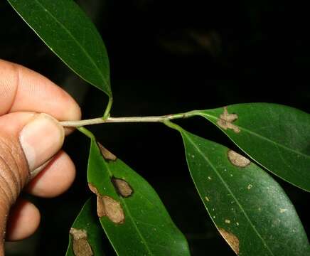 Image of Damburneya salicifolia (Kunth) Trofimov & Rohwer