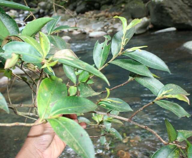 Image of Ardisia copeyana Standl.