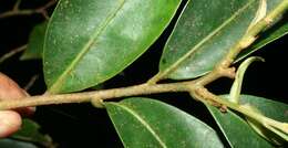 صورة Ardisia copeyana Standl.