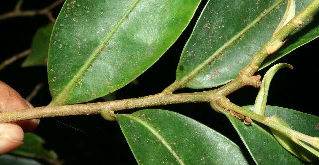 Image of Ardisia copeyana Standl.