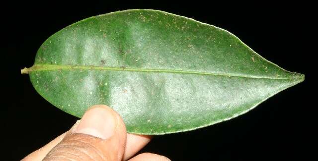 صورة Ardisia copeyana Standl.