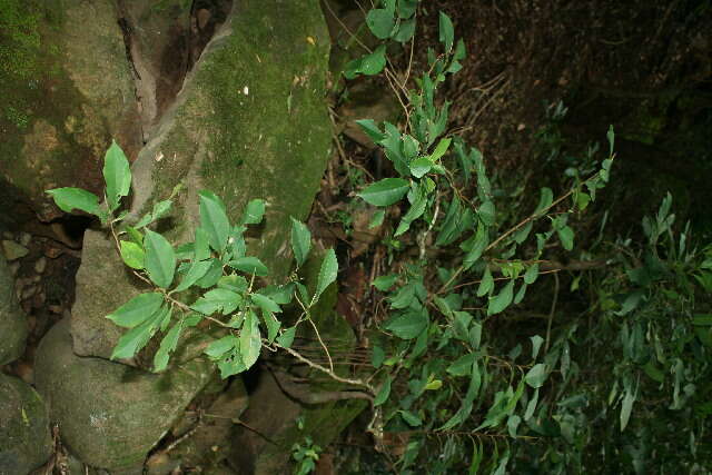 Image of Ardisia copeyana Standl.