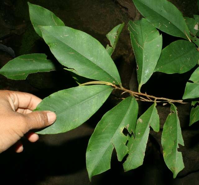 Image of Ardisia copeyana Standl.