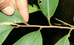 Image of Ardisia copeyana Standl.