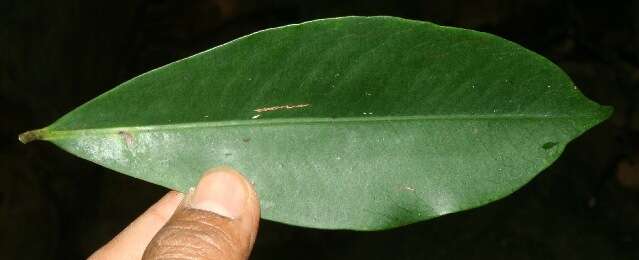 Image of Ardisia copeyana Standl.