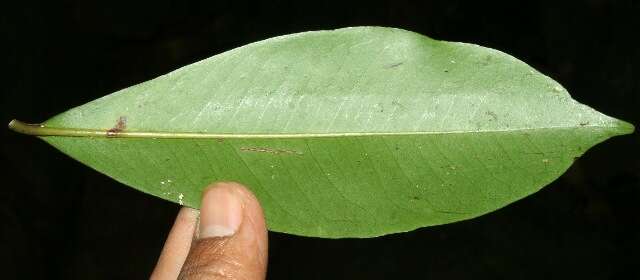 صورة Ardisia copeyana Standl.