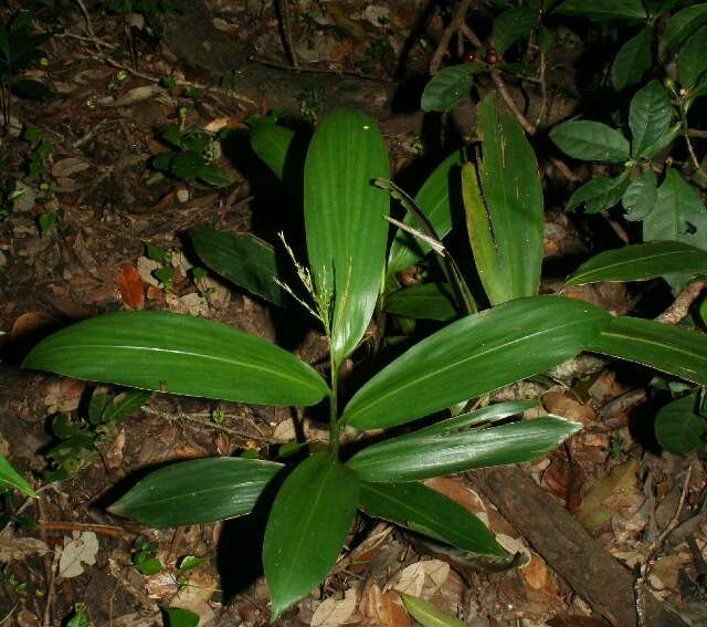 Image of Broad Stalk Grass