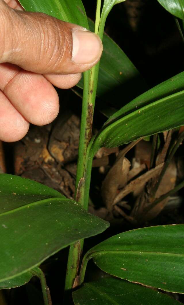 Image of Broad Stalk Grass