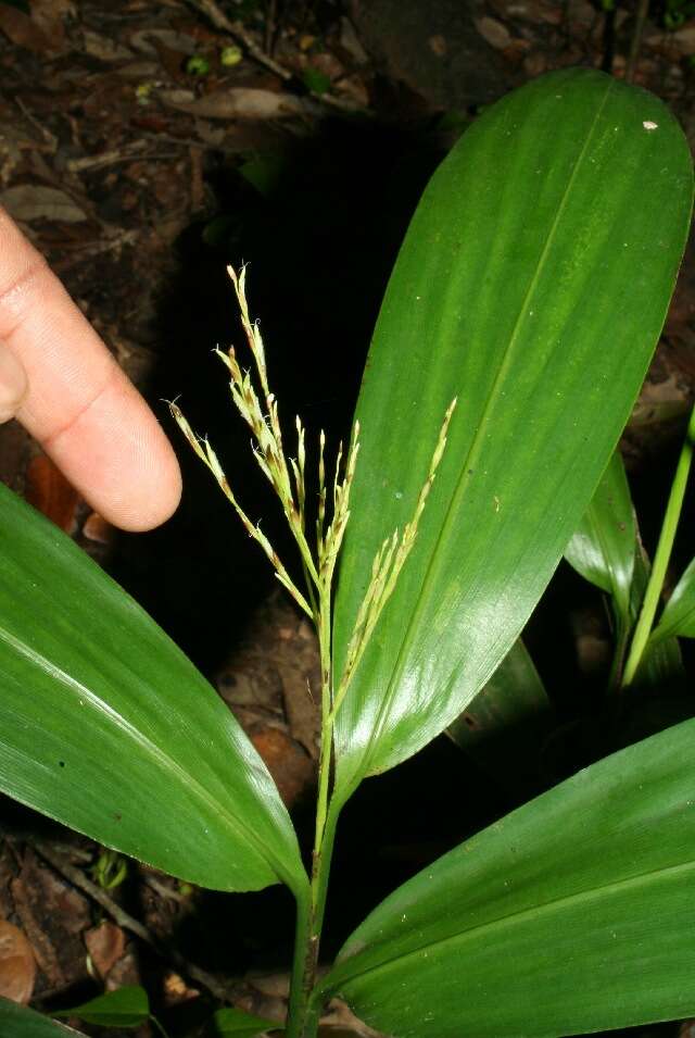 Image of Broad Stalk Grass