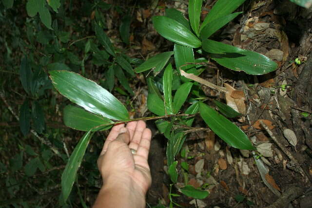 Image of Broad Stalk Grass