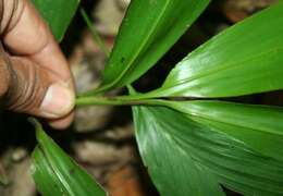 Image of Broad Stalk Grass