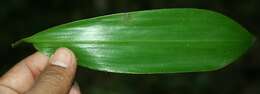 Image of Broad Stalk Grass