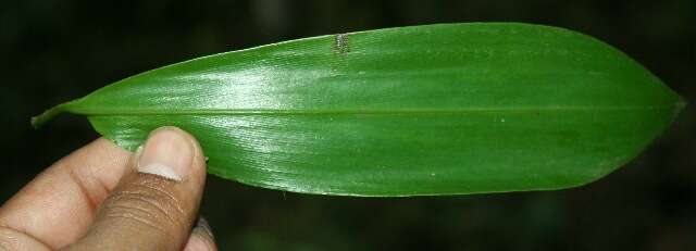 Image of Broad Stalk Grass