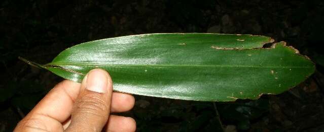 Image of Broad Stalk Grass