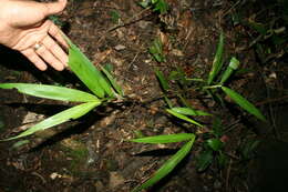 Image of creeping stalkgrass