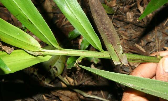 Image of creeping stalkgrass