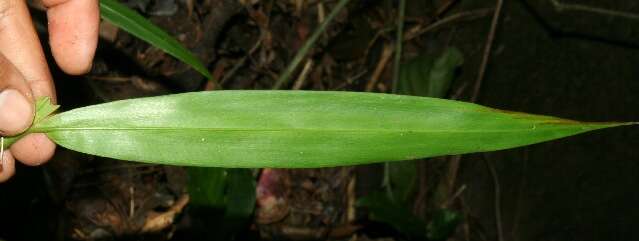 Image of creeping stalkgrass