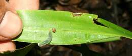 Image of creeping stalkgrass