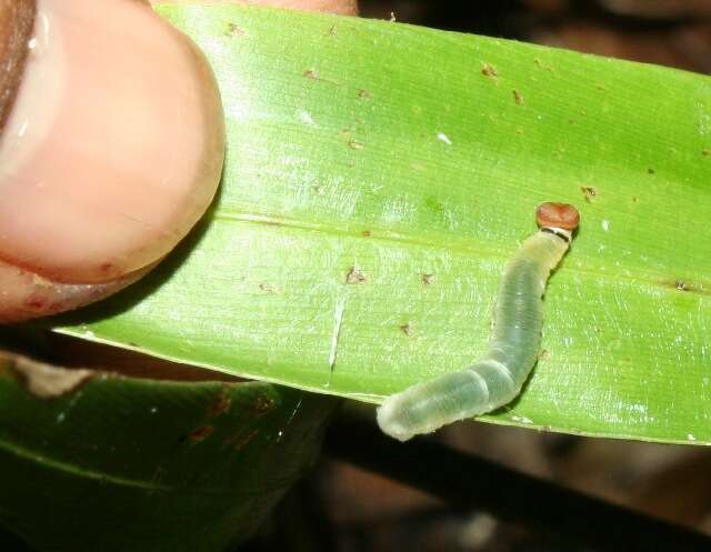 Image of creeping stalkgrass