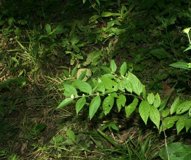 Image of Sida cuspidata (A. Robyns) Krapov.