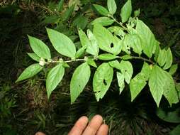 Image of Sida cuspidata (A. Robyns) Krapov.