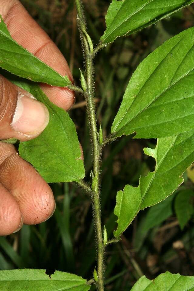 Image of Sida cuspidata (A. Robyns) Krapov.