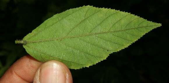 Imagem de Sida cuspidata (A. Robyns) Krapov.