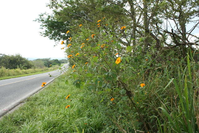 صورة Tithonia rotundifolia (P. Mill.) Blake