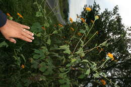 صورة Tithonia rotundifolia (P. Mill.) Blake