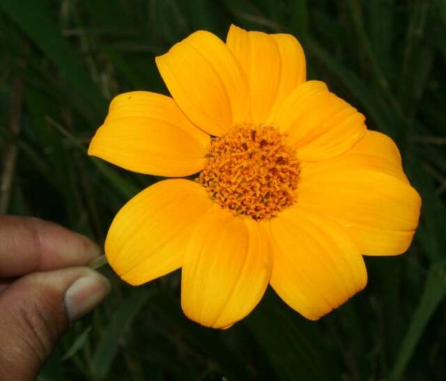 صورة Tithonia rotundifolia (P. Mill.) Blake