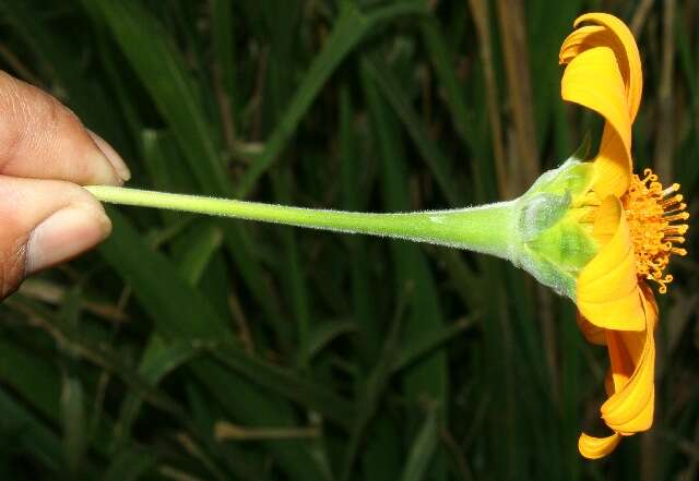 صورة Tithonia rotundifolia (P. Mill.) Blake