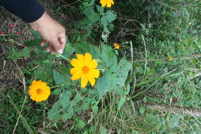 صورة Tithonia rotundifolia (P. Mill.) Blake