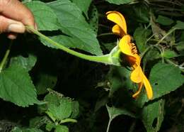 صورة Tithonia rotundifolia (P. Mill.) Blake