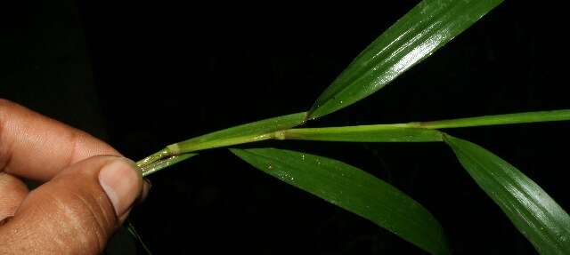 Image of Paspalum