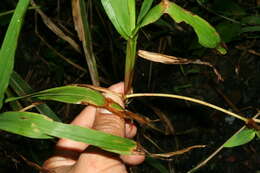 Image of Paspalum