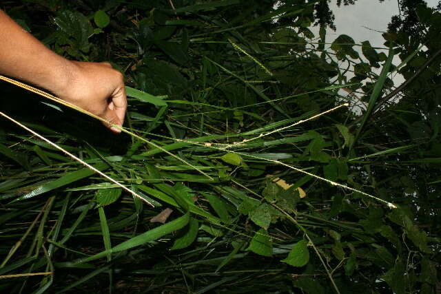 Image of Paspalum brachiaria