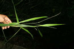 Image of Paspalum brachiaria