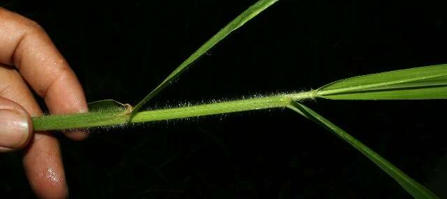 Image of Paspalum brachiaria