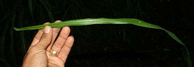 Image of Paspalum brachiaria