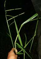 Image of Paspalum brachiaria