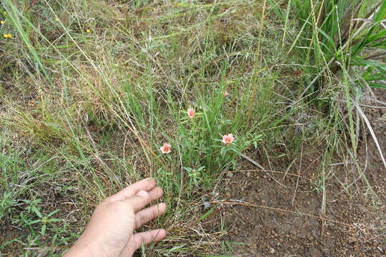 Imagem de Sida ciliaris L.